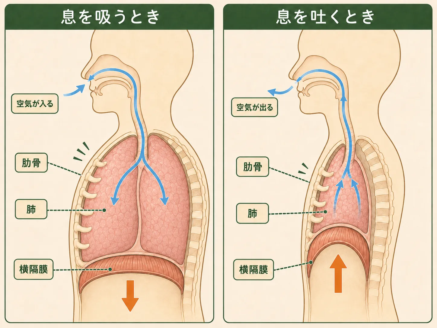 息を吸うときと吐くときの、肋骨と横隔膜の動きと空気の流れの図解