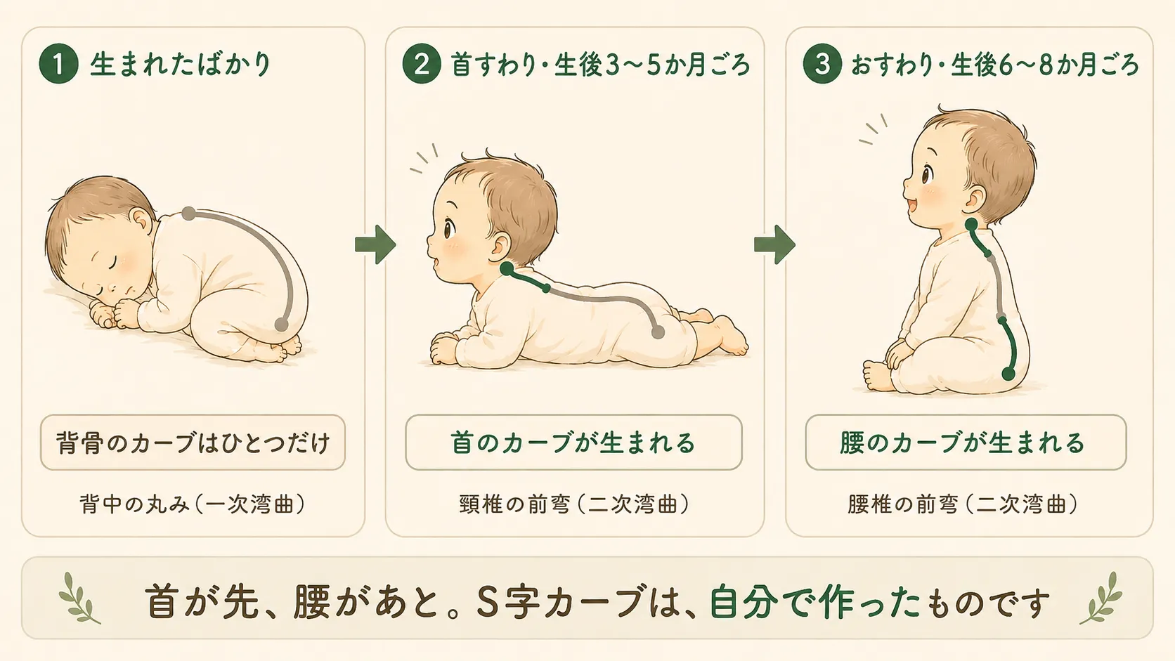 新生児から首すわり・おすわりへと背骨のカーブが獲得される流れの図解